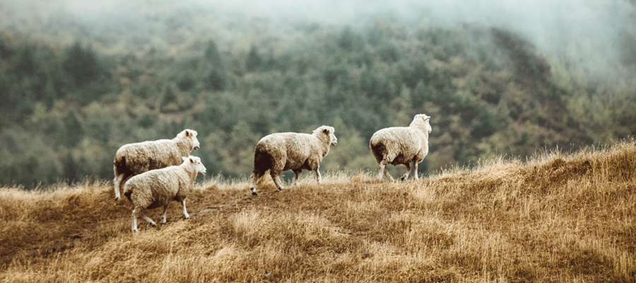 Merino